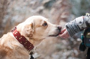 animal-assisted therapy in recovery, pets and recovery