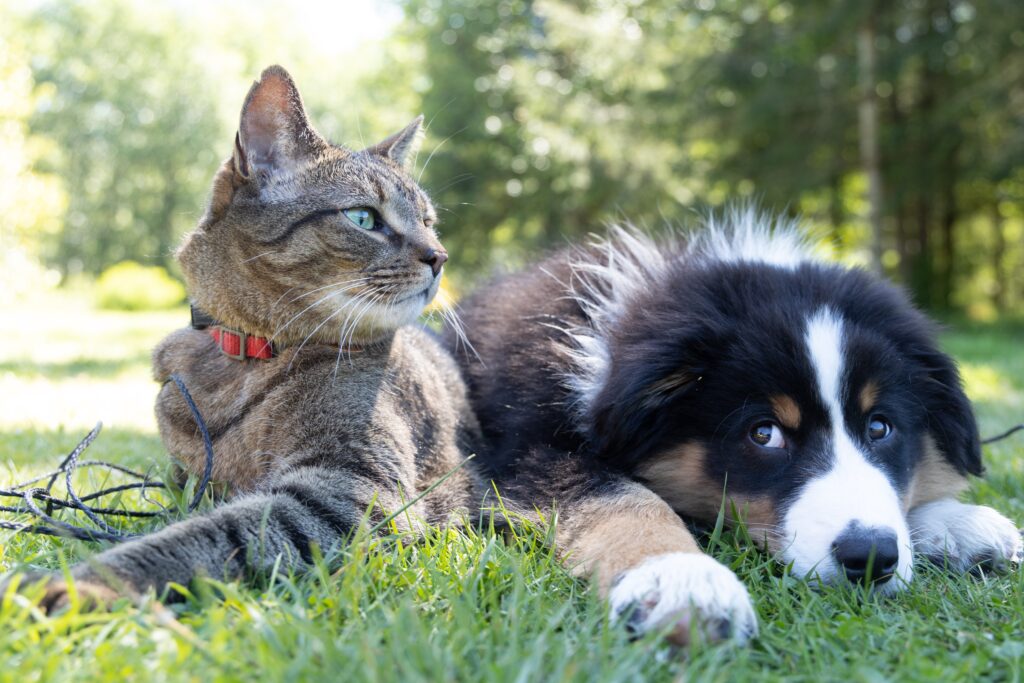 animal-assisted therapy in recovery, pets and recovery, therapy cat substance use disorder, therapy dog, substance use disorder