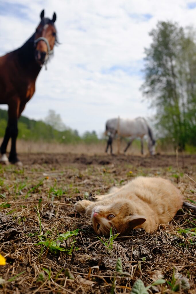 therapy cat, animal-assisted therapy in recovery, pets and recovery, equine therapy