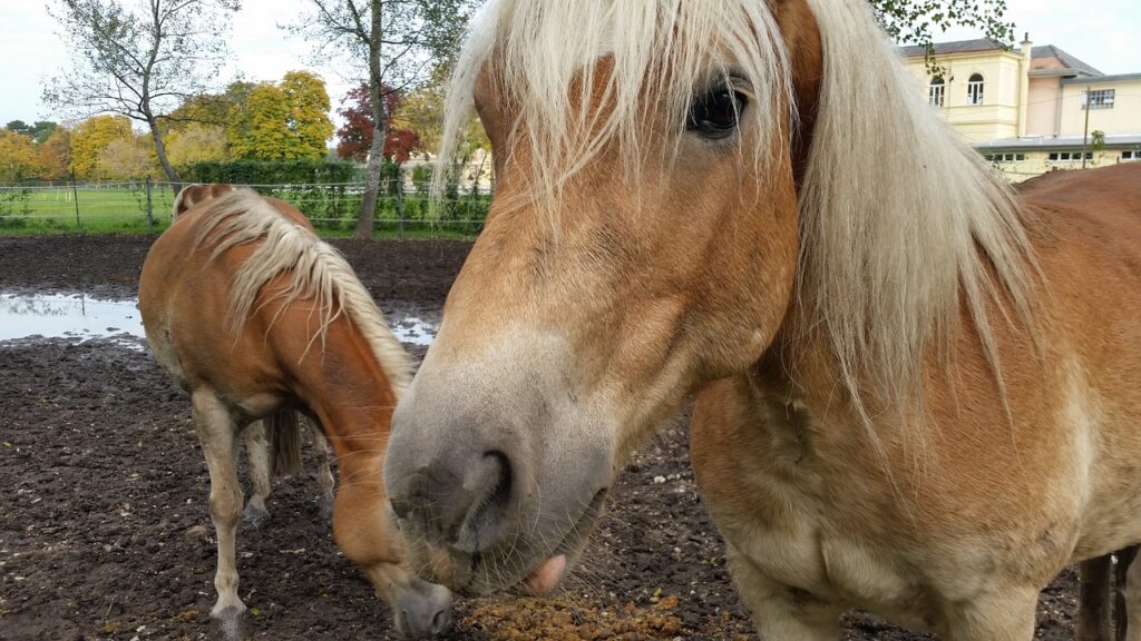 equine therapy substance use disorder, animal-assisted therapy in recovery, pets and recovery