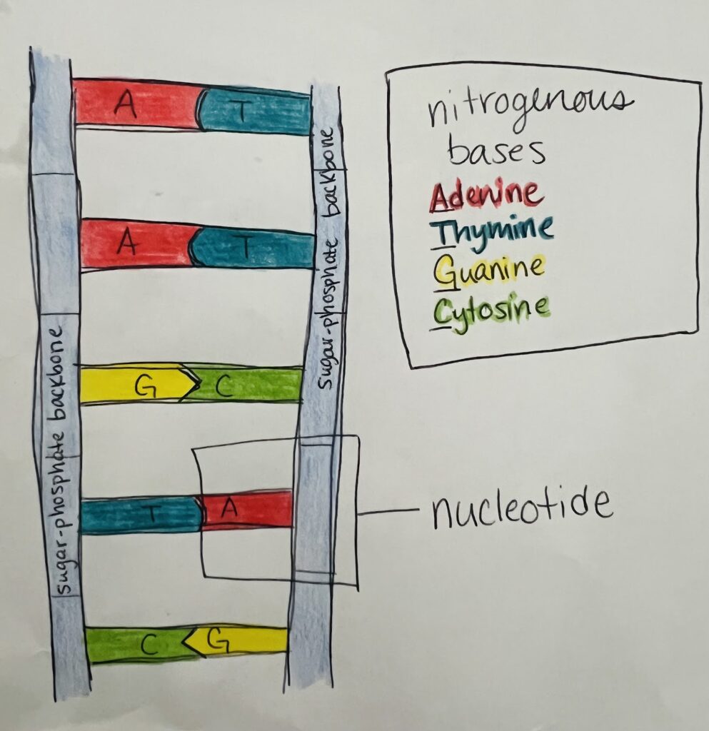 DNA structure, nucleotides, genes and addiction, genes link to addiction